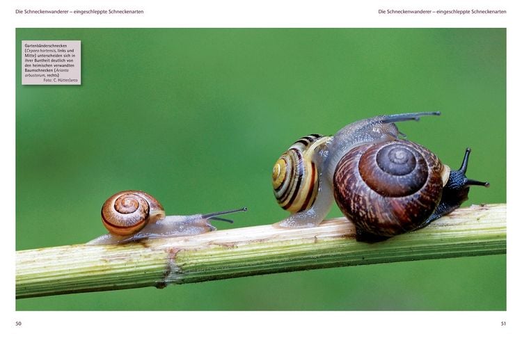 Produktbild: Einheimische Schnecken