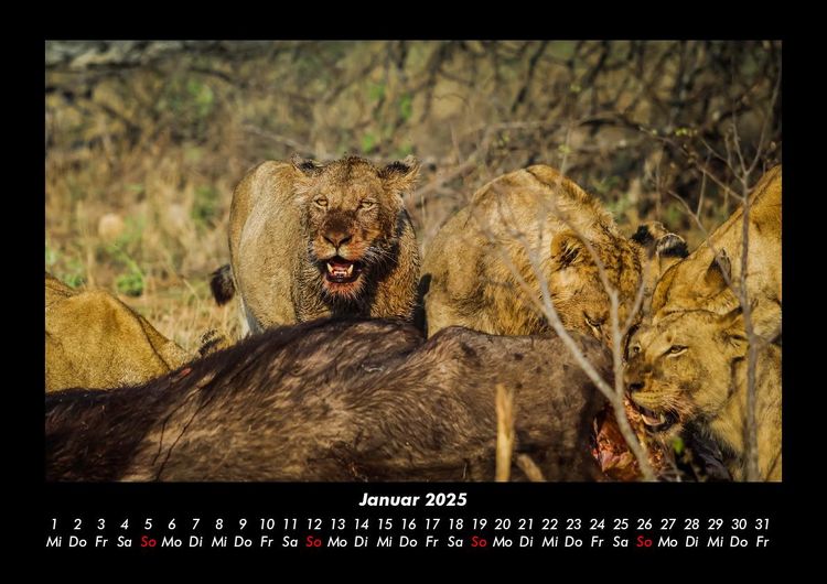 Produktbild: L&ouml;wen in der Wildnis 2025 Fotokalender DIN A3