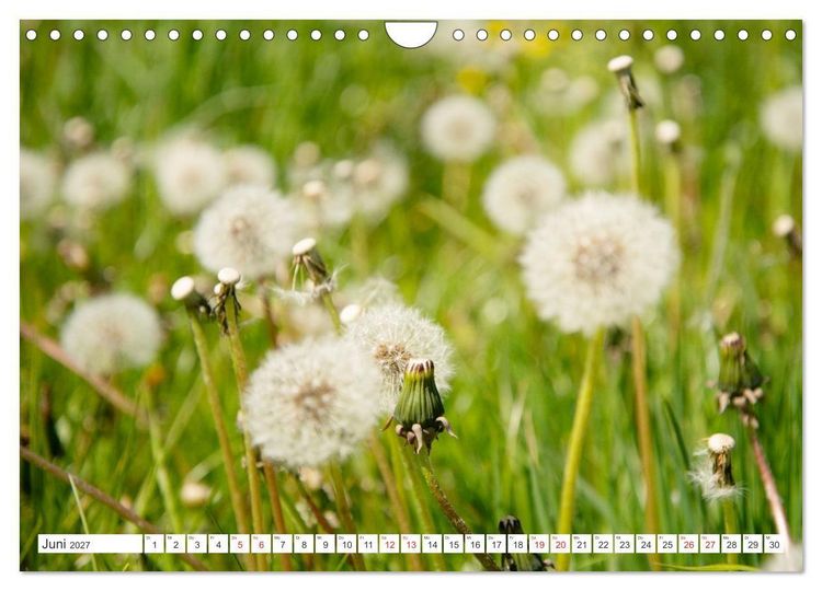 Produktbild: Gute Laune - L&ouml;wenzahn (Wandkalender 2027 DIN A4 quer), CALVENDO Monatskalender