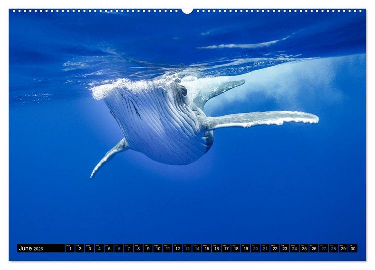 Produktbild: A Whale of a Year (High Quality Premium Wall Calendar 2026 DIN A2 landscape),CALVENDO 12 Month Wall Calendar