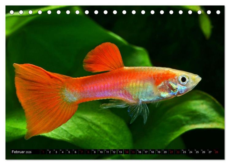 Produktbild: Beliebte Fische der Welt (Tischkalender 2026 DIN A5 quer), CALVENDO Monatskalender
