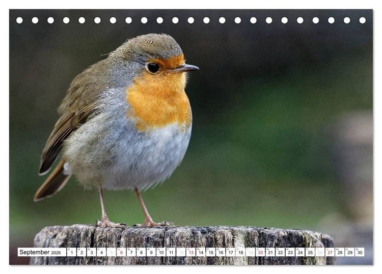 Produktbild: Heimische Gartenv&ouml;gel (Tischkalender 2026 DIN A5 quer), CALVENDO Monatskalender