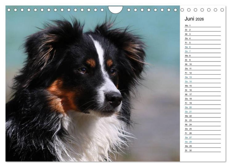 Produktbild: Australian Shepherd Tri Color (Wandkalender 2026 DIN A4 quer), CALVENDO Monatskalender