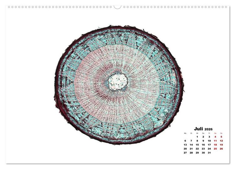 Produktbild: Pflanzen unter dem Mikroskop (hochwertiger Premium Wandkalender 2026 DIN A2 quer), Kunstdruck in Hochglanz