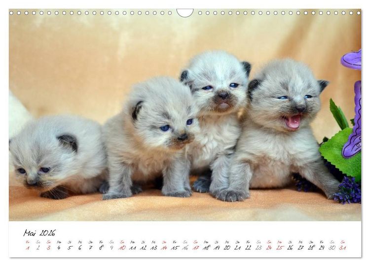 Produktbild: Katzenparade (Wandkalender 2026 DIN A3 quer), CALVENDO Monatskalender