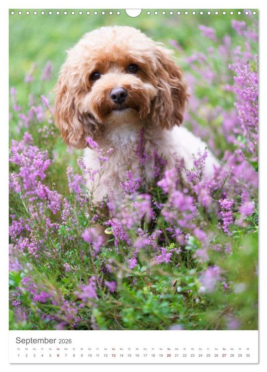 Produktbild: Maltipoo - Malteser - Pudel 2026 (Wandkalender 2026 DIN A3 hoch), CALVENDO Monatskalender