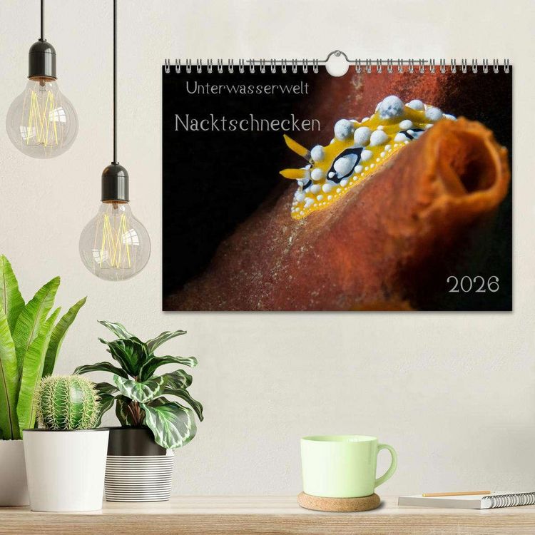 Produktbild: Unterwasserwelt Nacktschnecken (Wandkalender 2026 DIN A4 quer), CALVENDO Monatskalender