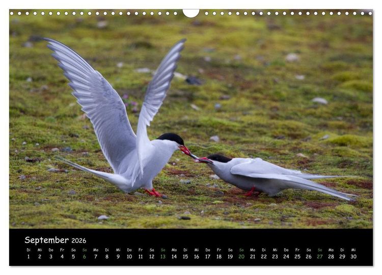 Produktbild: Spitzbergen (Wandkalender 2026 DIN A3 quer), CALVENDO Monatskalender