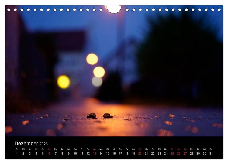 Produktbild: Kleine B&auml;nderschnecke ganz gro&szlig; - Gem&uuml;tlich durch das neue Jahr (Wandkalender 2026 DIN A4 quer), CALVENDO Monatskalender
