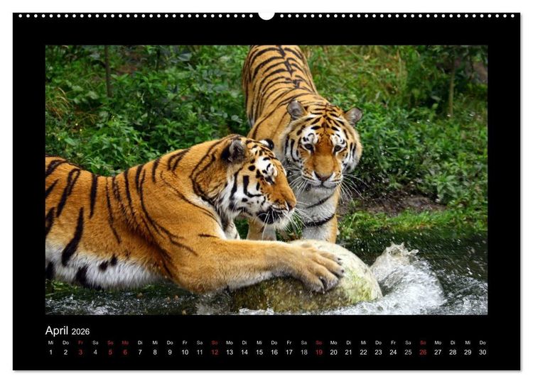 Produktbild: Welt der Katzen - Tiger (hochwertiger Premium Wandkalender 2026 DIN A2 quer), Kunstdruck in Hochglanz