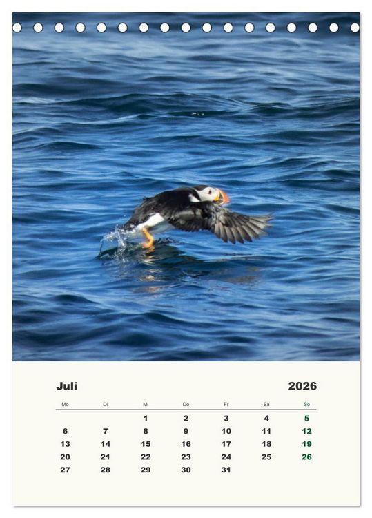 Produktbild: Papageientaucher in Island (Tischkalender 2026 DIN A5 hoch), CALVENDO Monatskalender