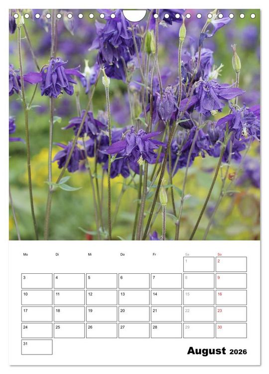 Produktbild: Zauberhafte Akeleien (Wandkalender 2026 DIN A4 hoch), CALVENDO Monatskalender