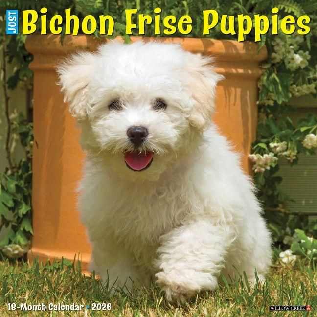 Produktbild: Bichon Frise Puppies 2026 12 X 12 Wall Calendar