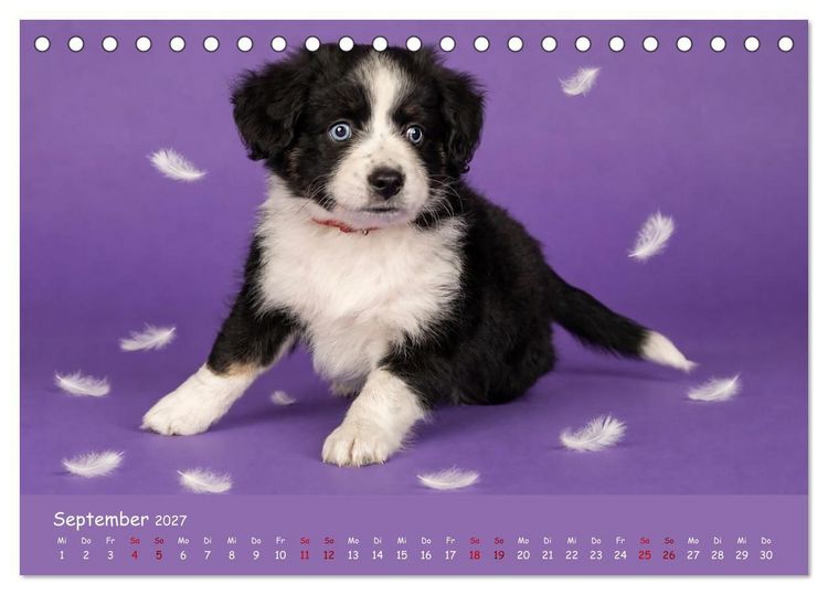 Produktbild: Mini Australian Shepherd, eine ganz besondere Rasse (Tischkalender 2027 DIN A5 quer), CALVENDO Monatskalender