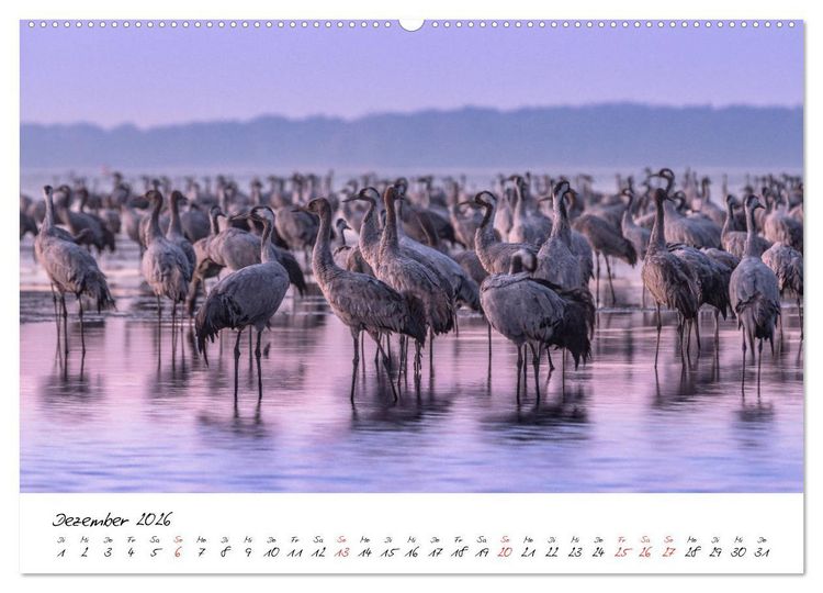 Produktbild: Kraniche am Schlafplatz - im Naturparadies der Mecklenburgischen Seenplatte (hochwertiger Premium Wandkalender 2026 DIN A2 quer), Kunstdruck in Hochglanz