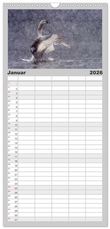 Produktbild: Familienplaner 2026 - Der H&ouml;ckerschwan elegant und stolz mit 5 Spalten (Wandkalender, 21 x 45 cm) CALVENDO