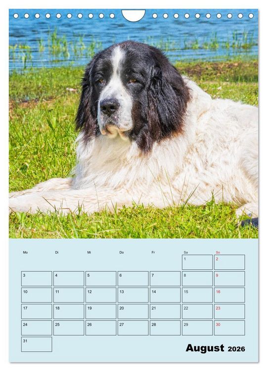 Produktbild: Familienplaner Landseer - Freund und Retter (Wandkalender 2026 DIN A4 hoch), CALVENDO Monatskalender