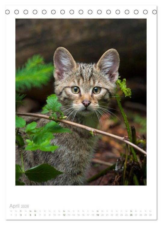 Produktbild: Wildkatzen - Kleine Samtpfoten des Waldes (Tischkalender 2026 DIN A5 hoch), CALVENDO Monatskalender