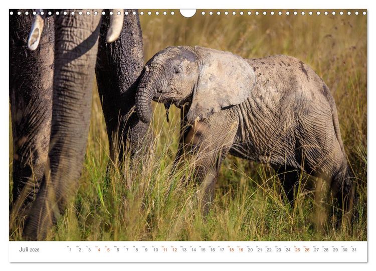 Produktbild: Safari Kenia (Wandkalender 2026 DIN A3 quer), CALVENDO Monatskalender