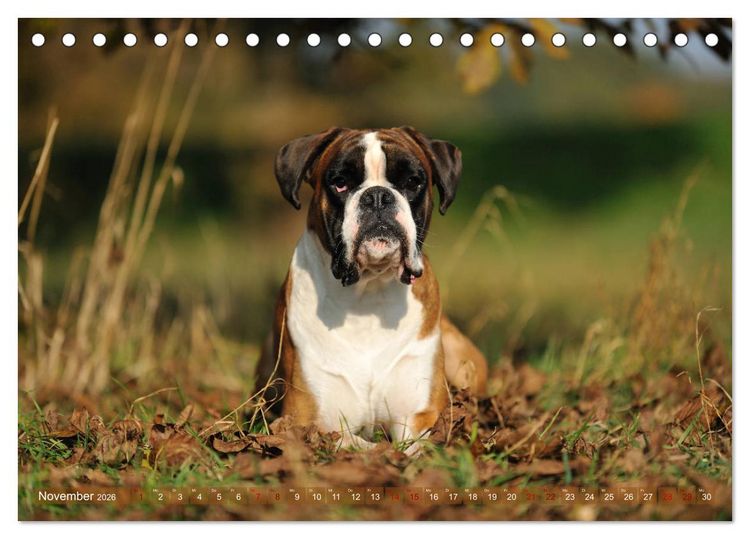 Produktbild: Gut - besser - Boxer (Tischkalender 2026 DIN A5 quer), CALVENDO Monatskalender