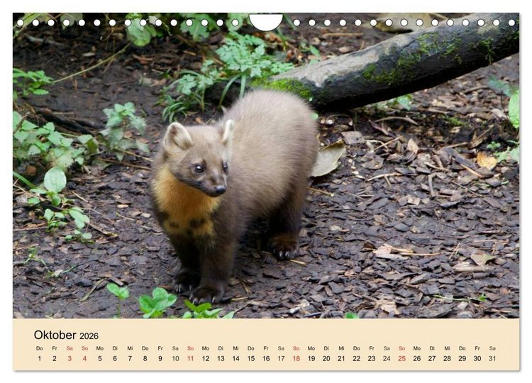 Produktbild: Frettchen und Marder. Frech, witzig, niedlich (Wandkalender 2026 DIN A4 quer), CALVENDO Monatskalender