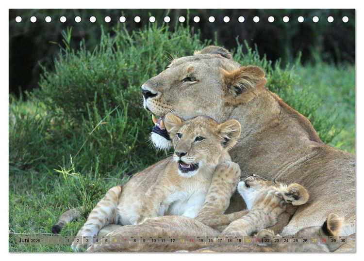 Produktbild: L&ouml;wen und Leoparden - Begegnungen in Afrika (Tischkalender 2026 DIN A5 quer), CALVENDO Monatskalender