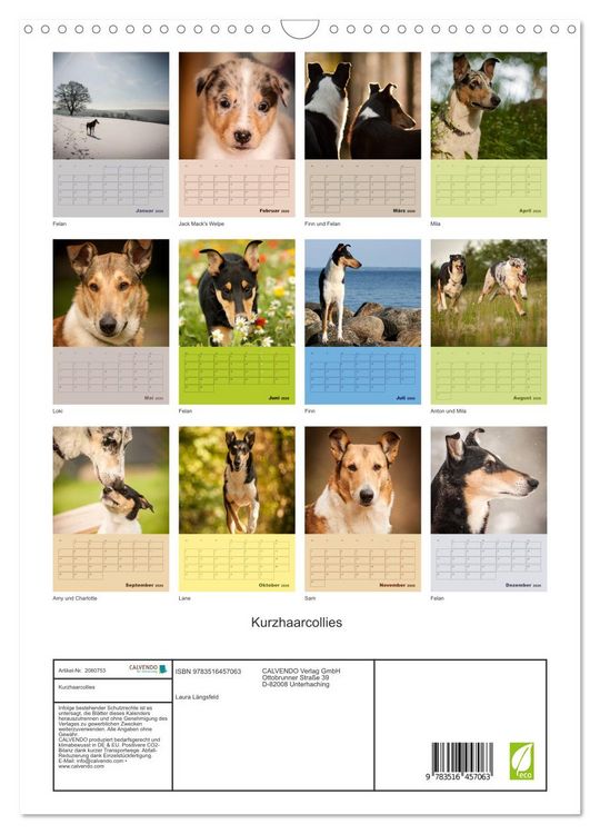 Produktbild: Kurzhaarcollies (Wandkalender 2026 DIN A3 hoch), CALVENDO Monatskalender