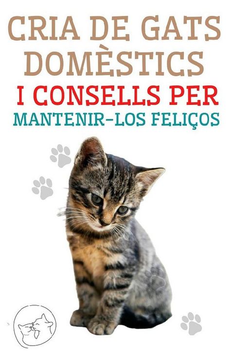 Produktbild: Cria de Gats Dom&egrave;stics i Consells per Mantenir-los Feli&ccedil;os
