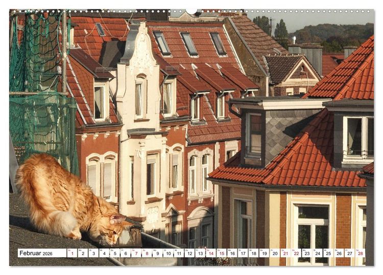 Produktbild: M&uuml;nster Miezen - &uuml;ber den D&auml;chern (Wandkalender 2026 DIN A2 quer), CALVENDO Monatskalender
