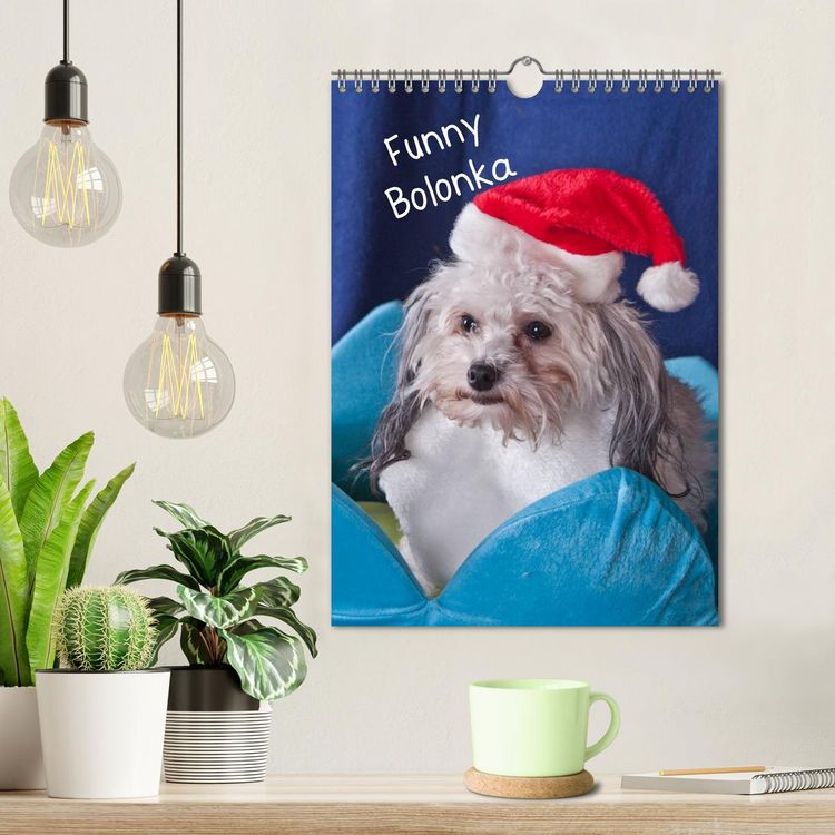 Produktbild: Funny Bolonka (Wandkalender 2026 DIN A4 hoch), CALVENDO Monatskalender