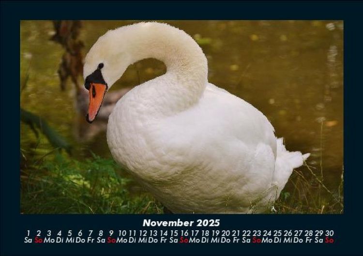 Produktbild: V&ouml;gel 2025 Fotokalender DIN A5