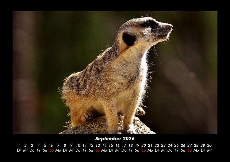 Produktbild: Tierkalender 2026 Fotokalender DIN A3