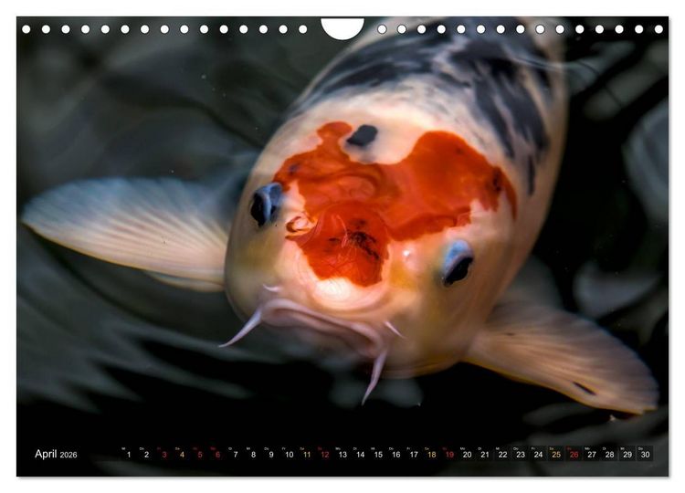 Produktbild: Nishikigoi &ndash; Koikarpfen in ihrer Welt (Wandkalender 2026 DIN A4 quer), CALVENDO Monatskalender