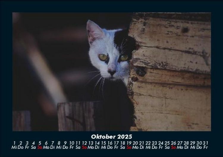 Produktbild: F&uuml;r Katzenfreunde 2025 Fotokalender DIN A5