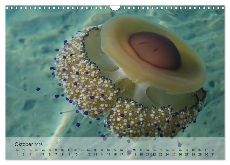 Produktbild: Quallen. Die Welt der Medusen (Wandkalender 2026 DIN A3 quer), CALVENDO Monatskalender