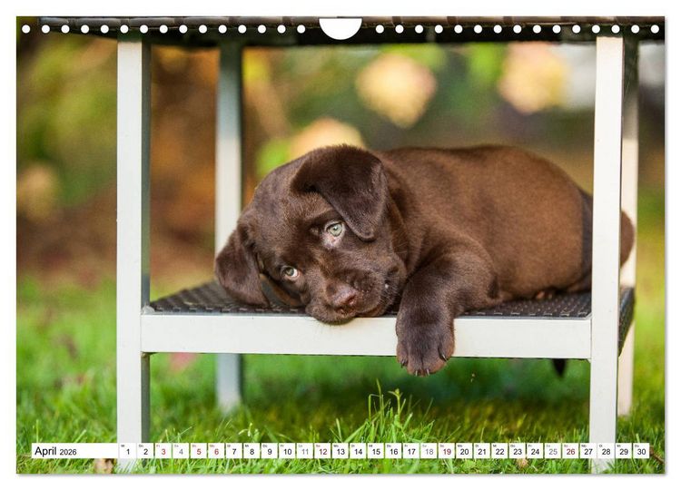 Produktbild: Freund auf 4 Pfoten - Labrador Retriever (Wandkalender 2026 DIN A4 quer), CALVENDO Monatskalender