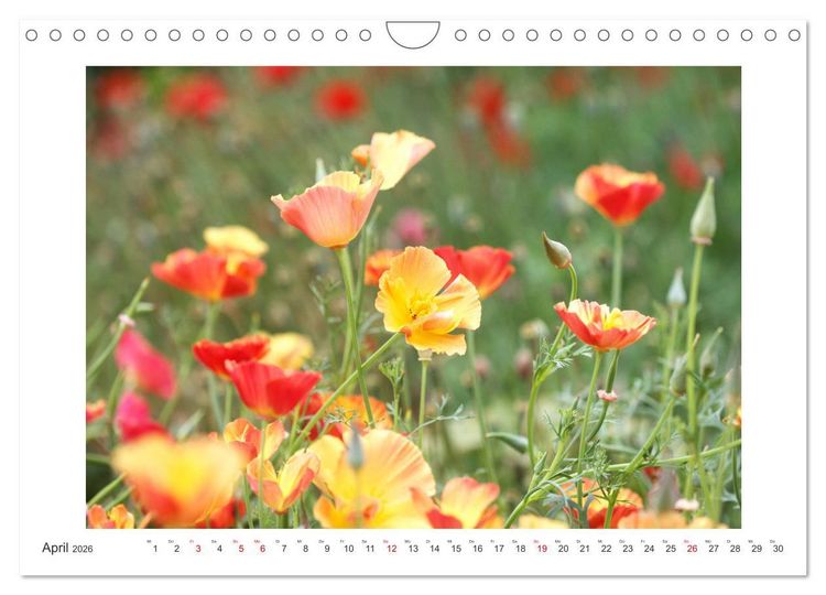Produktbild: Bl&uuml;ten eines Sommers (Wandkalender 2026 DIN A4 quer), CALVENDO Monatskalender