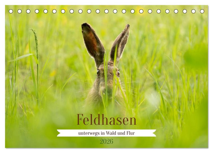 Produktbild: Feldhasen unterwegs in Wald und Flur (Tischkalender 2026 DIN A5 quer), CALVENDO Monatskalender