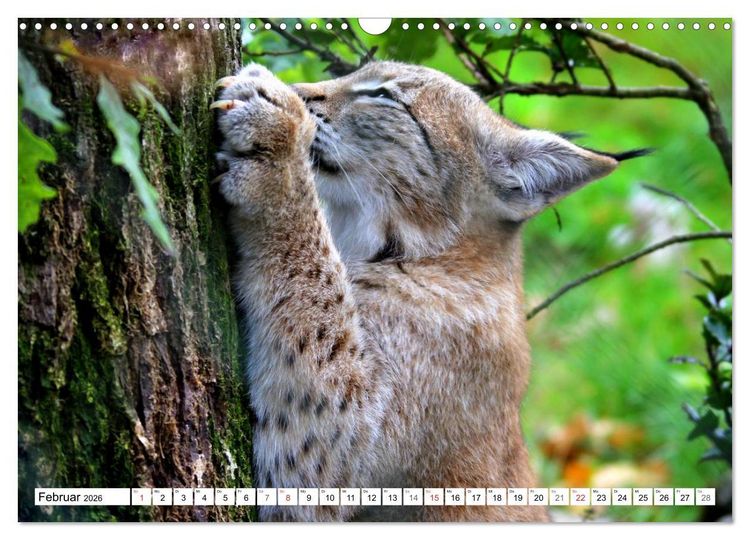Produktbild: Der Luchs - Der J&auml;ger auf leisen Pfoten (Wandkalender 2026 DIN A3 quer), CALVENDO Monatskalender