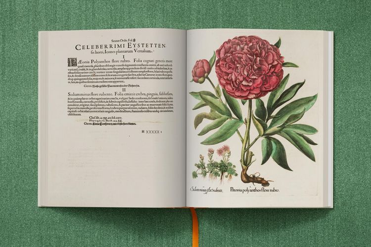 Produktbild: Basilius Besler. The Garden at Eichst&auml;tt