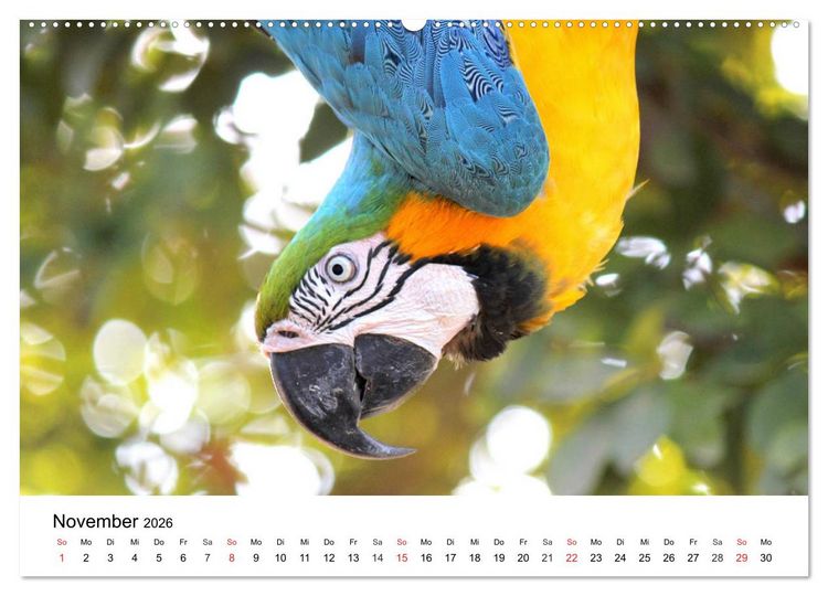 Produktbild: Papageien. Knallbunte Aras und Co. (Wandkalender 2026 DIN A2 quer), CALVENDO Monatskalender