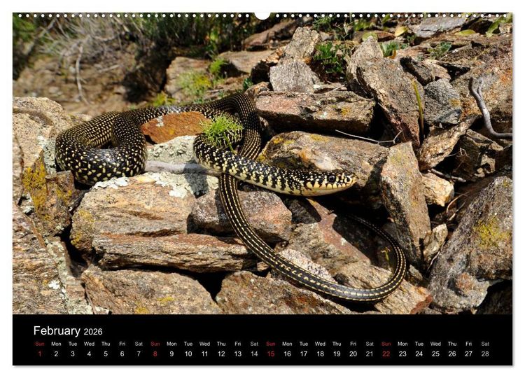 Produktbild: SNAKES / UK-Version (High Quality Premium Wall Calendar 2026 DIN A2 landscape),CALVENDO 12 Month Wall Calendar