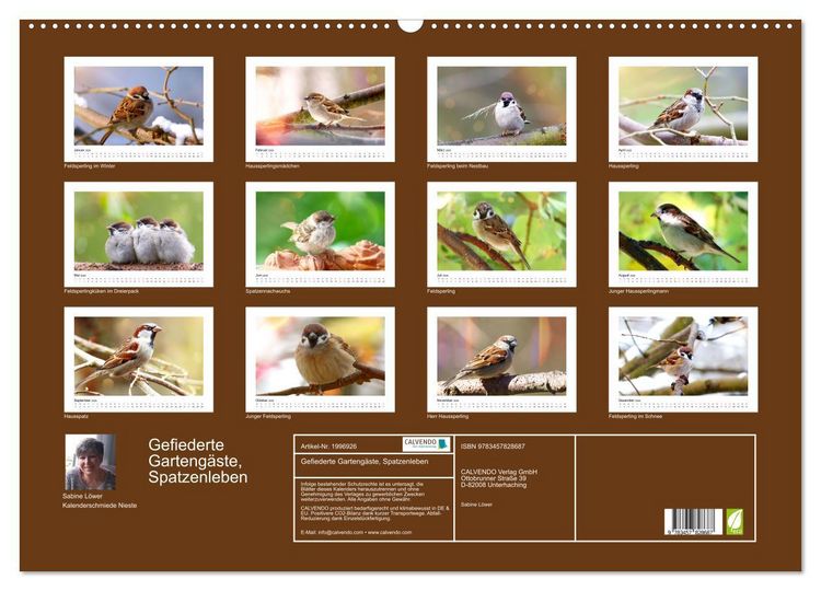 Produktbild: Gefiederte Garteng&auml;ste, Spatzenleben (Wandkalender 2026 DIN A2 quer), CALVENDO Monatskalender