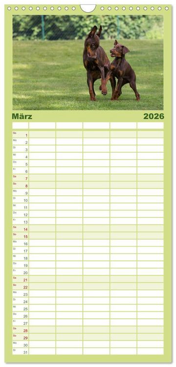 Produktbild: Familienplaner 2026 - Dobermann mit 5 Spalten (Wandkalender, 21 x 45 cm) CALVENDO