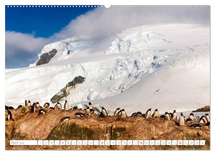 Produktbild: Antarktis - Das Reich der Pinguine (hochwertiger Premium Wandkalender 2026 DIN A2 quer), Kunstdruck in Hochglanz