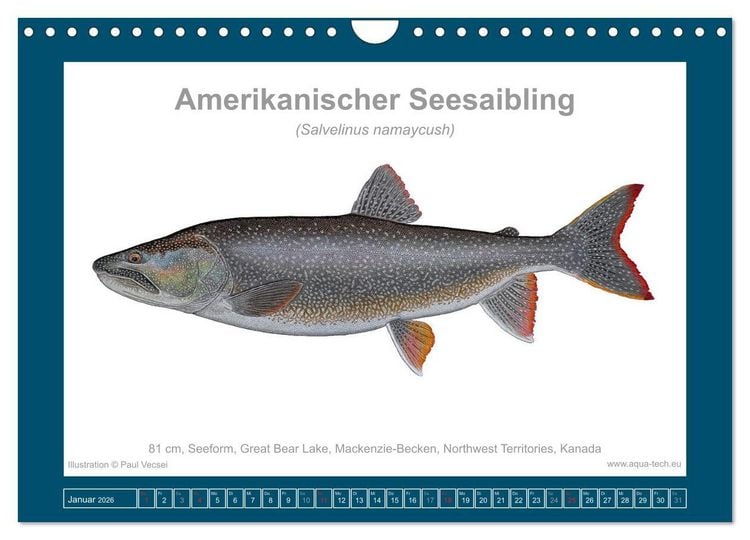 Produktbild: Fisch als Kunst 2026: Amerikanische Saiblinge (Wandkalender 2026 DIN A4 quer), CALVENDO Monatskalender
