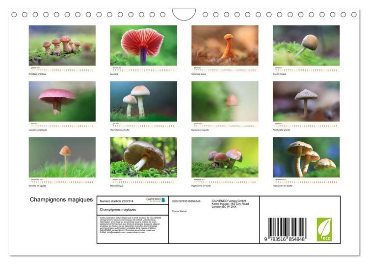 Produktbild: Champignons magiques (Calendrier mural 2027 DIN A4 vertical), CALVENDO calendrier mensuel