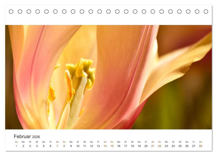 Produktbild: Zauberhafte Tulpen (Tischkalender 2026 DIN A5 quer), CALVENDO Monatskalender