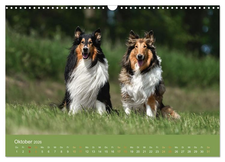 Produktbild: Fantastische Collies - Sieger der Herzen (Wandkalender 2026 DIN A3 quer), CALVENDO Monatskalender