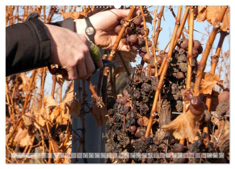 Produktbild: Wein- und Rebsorten aus Rheinland-Pfalz (hochwertiger Premium Wandkalender 2025 DIN A2 quer), Kunstdruck in Hochglanz